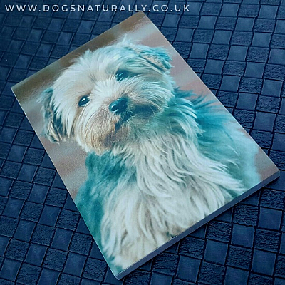 Yorkshire Terrier Puppy Magnetic Note Pad Standard
